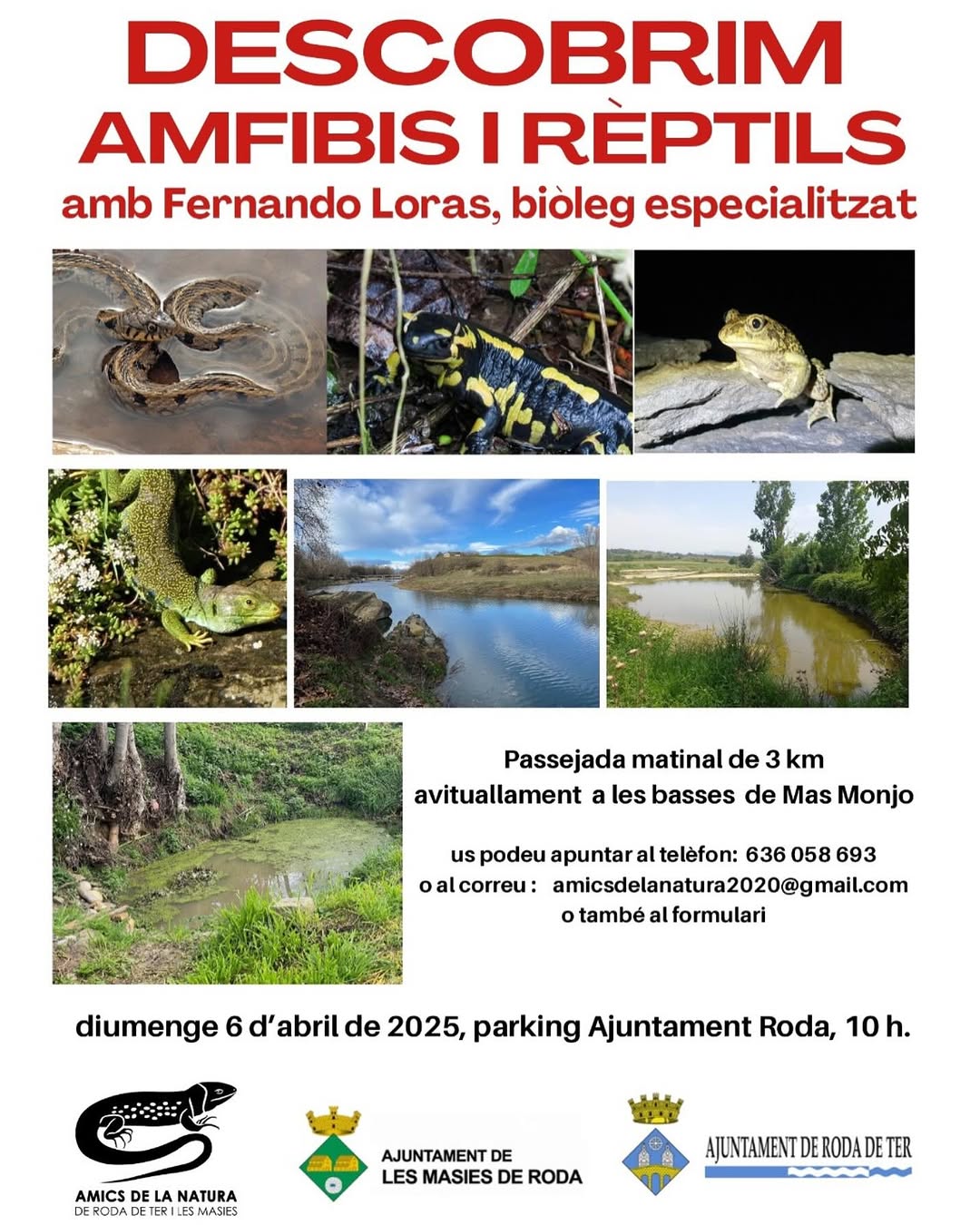 Descobrim amfibis i rèptils