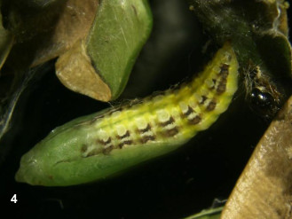 Avís: Tractament fitosanitari per al control de l'eruga del boix