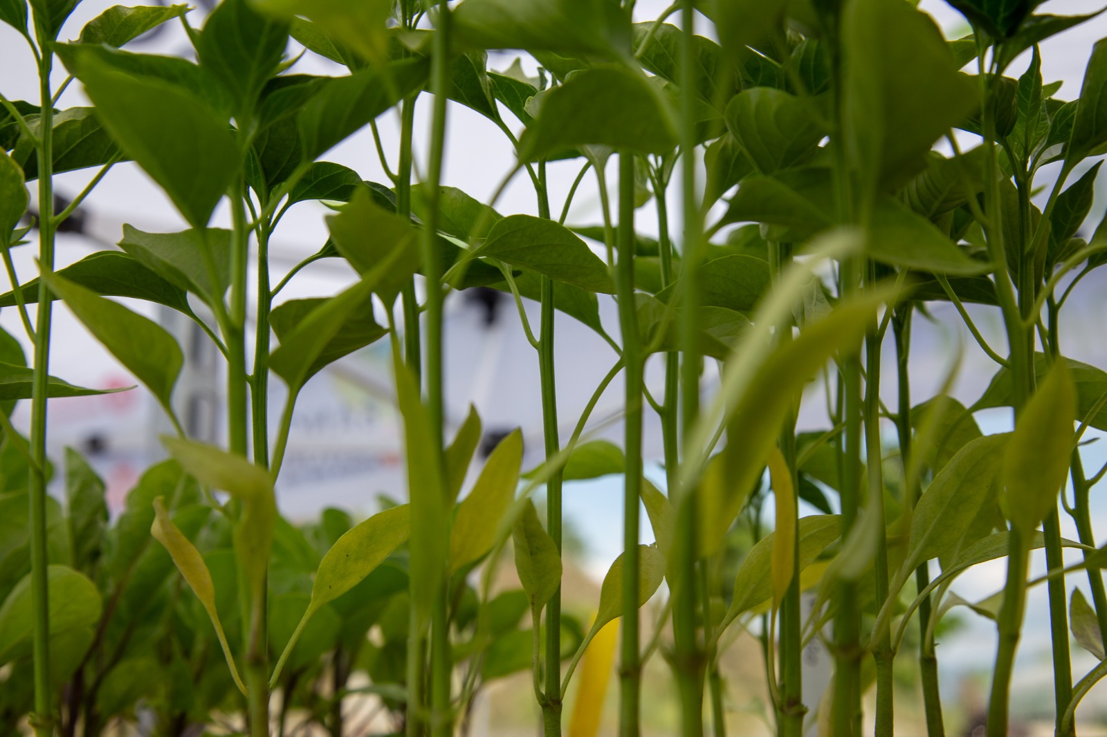 Roda de Ter tanca amb &egrave;xit la XIV Fira de la Llavor