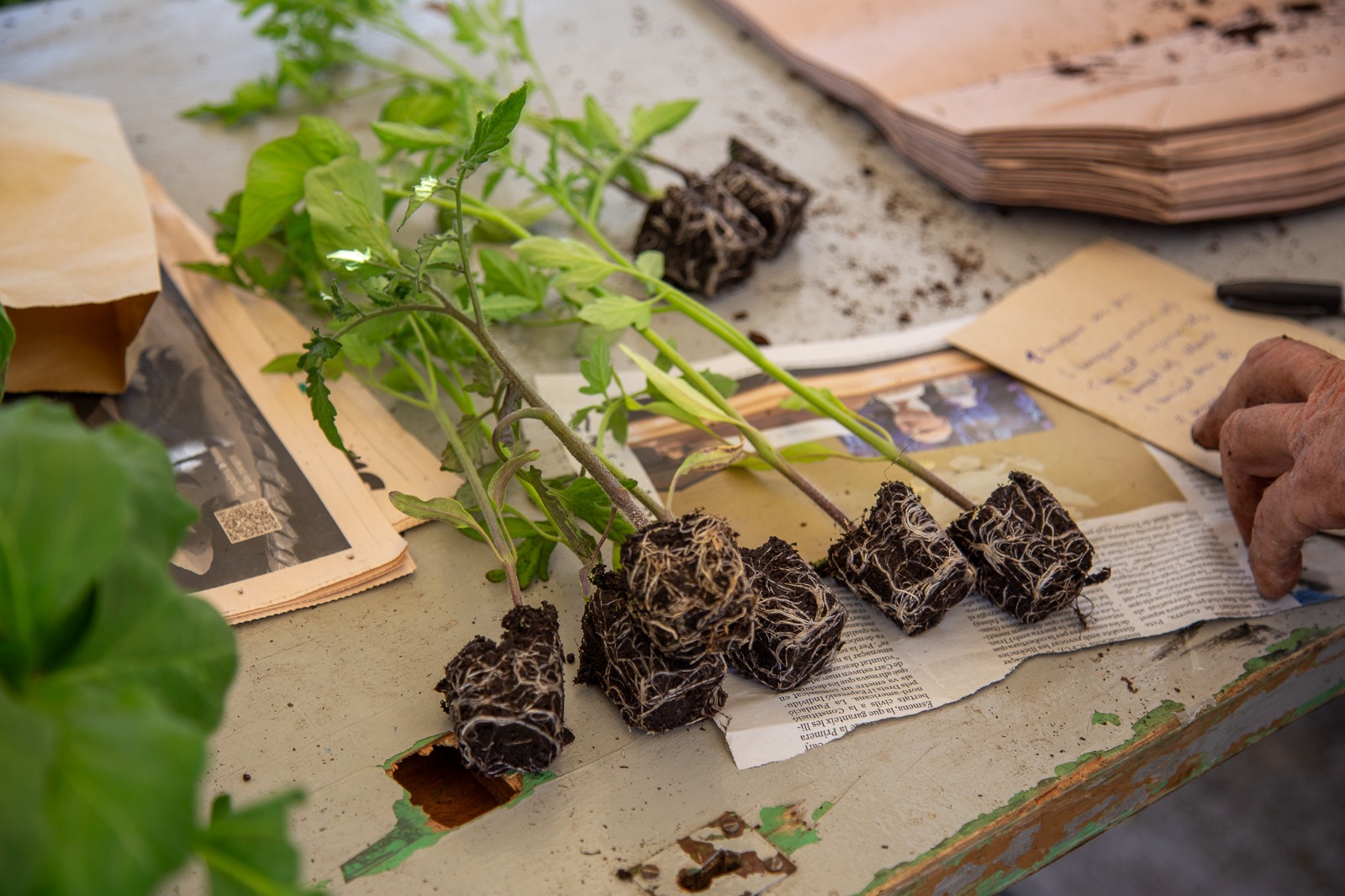 Roda de Ter tanca amb &egrave;xit la XIV Fira de la Llavor