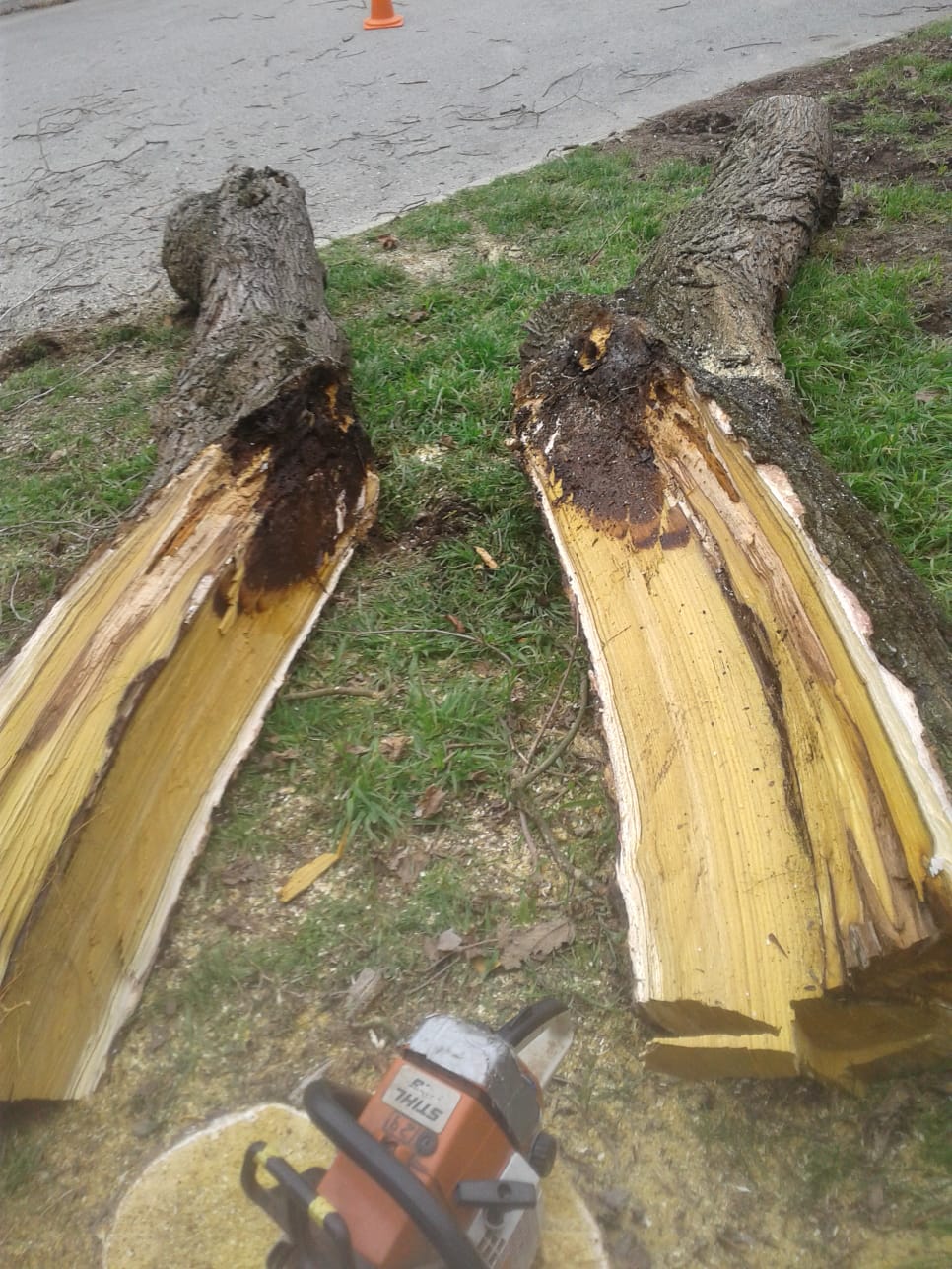 Les actuacions s'estan fent a la zona del cementiri i del Passeig de les Mirandes i consisteixen a treure arbres que estan malalts i es poden partir i substituir-los per arbres nous.